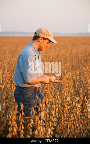 Agricultura - Un agricultor (agricultor) inspecciona su madurez de cosecha HARVEST READY de la soja en las primeras horas de la mañana de luz / Arkansas, Estados Unidos. Foto de stock