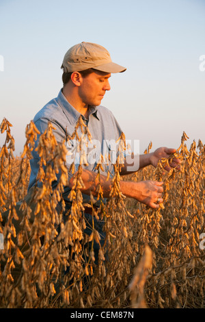 Agricultura - Un agricultor (agricultor) inspecciona su madurez de cosecha HARVEST READY de la soja en las primeras horas de la mañana de luz / Arkansas, Estados Unidos. Foto de stock