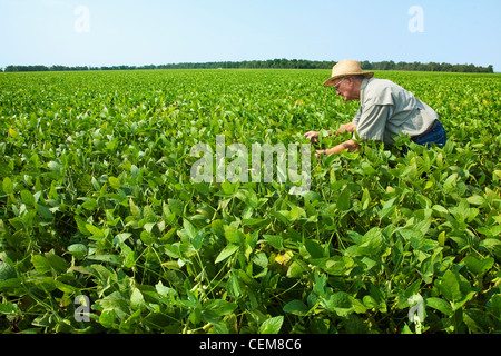 Agricultura - Un agricultor (agricultor) inspecciona el crecimiento la mitad de su cosecha de soja en la vaina verde etapa / noreste de Arkansas, Estados Unidos. Foto de stock