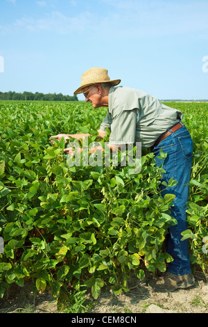 Agricultura - Un agricultor (agricultor) inspecciona el crecimiento la mitad de su cosecha de soja en la vaina verde etapa / noreste de Arkansas, Estados Unidos. Foto de stock