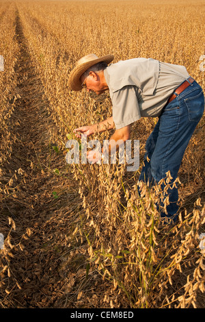 Agricultura - Un agricultor (agricultor) inspecciona su madurez de cosecha harvest ready soya / noreste de Arkansas, Estados Unidos. Foto de stock