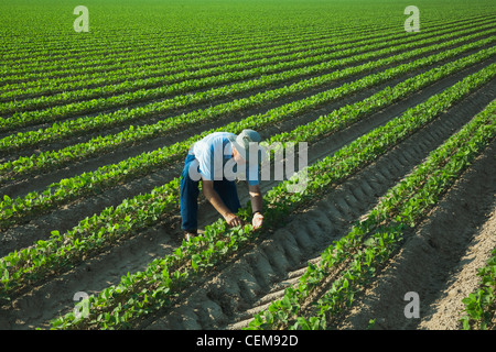 Un agricultor (agricultor) inspecciona su crecimiento temprano la cosecha de soya de fila doble, con dos filas por cama en camas de 38 pulgadas / Arkansas. Foto de stock