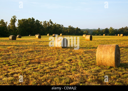 Los fardos de heno de pasto grande y redondo en una pradera de heno Montañas Ozark, listo para ser trasladado a una zona de almacenamiento / Arkansas, Estados Unidos.