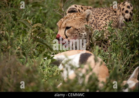 Cheetah con Kill Foto de stock