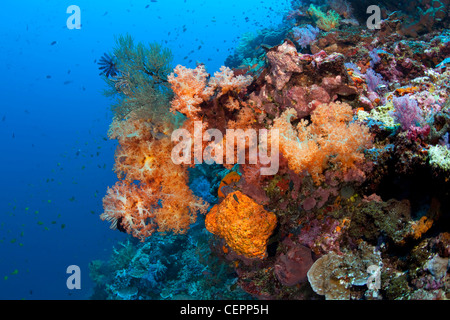 Coloridos corales blandos, Dendronephthya sp., Halmahera, en las Molucas, Indonesia Foto de stock