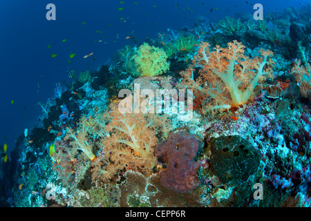 Coloridos corales blandos, Dendronephthya sp., Halmahera, en las Molucas, Indonesia Foto de stock