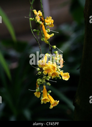 Ophiocolea floribunda, Bignoniaceae, Madagascar Ophiocolea floribunda, Bignoniaceae, Madagascar