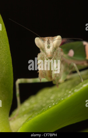 Retrato de un indio Mantis Flor Foto de stock