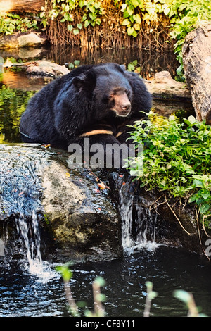 Malaya (Helarctos malayanus Sun Bear), Zoológico de Bangkok Foto de stock