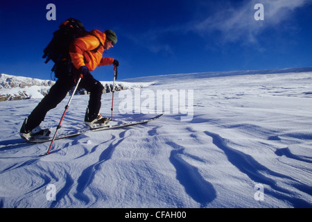 Un hombre joven desollamiento de Mt. Gordon en su splitboard. Wapta Icefields, Alberta, Canadá Foto de stock
