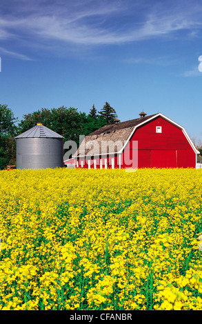 Blooming canola campo con granero rojo y depósito de grano en el fondo cerca de Winnipeg, Manitoba, Canadá Foto de stock