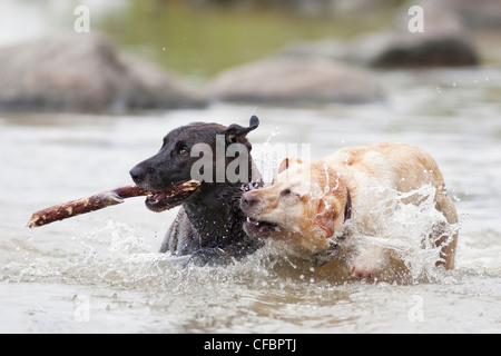 dos perros están jugando en el parque, perro en el parque de perros, amante  de las mascotas 3033057 Foto de stock en Vecteezy