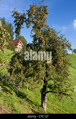 Apple, Apple tree, granja GRANJA granja, Emmental, casa, otoño, otoño, cantón de Berna, frutas, frutas Schafhausen, Schwand,