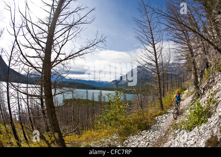Una mujer ciclista de montaña paseos singletrack clásica del Lago Minnewanka, el Parque Nacional Banff, AB Foto de stock