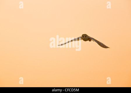 Lechuza, Tyto alba, la caza en la noche sobre Cley pantanos, Norfolk. Lechuza, Tyto alba, la caza en la noche sobre Cley pantanos, Norfolk.