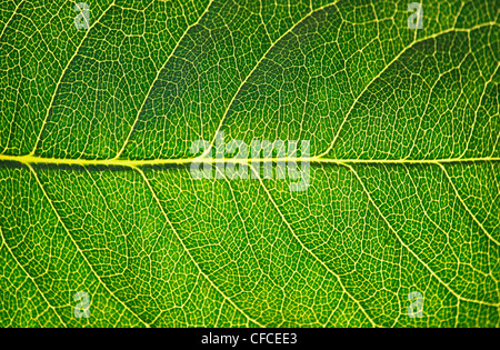 Textura de hoja verde en Sunshine, macro