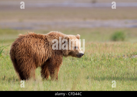 Grizzly Bear/oso Alaskbrown Ursus arctos Foto de stock
