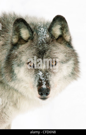 Hembra adulta de el lobo (Canis lupus), cautivo - Montañas Rocosas, British Columbia, Canadá