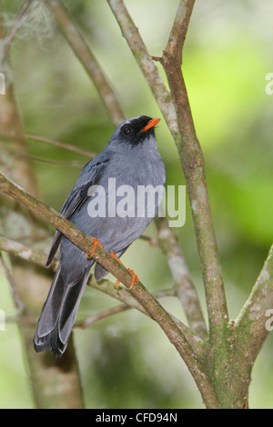 Black-faced Solitaire (Myadestes melanops) posado en una rama en Costa Rica.