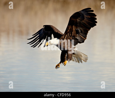 El águila calva (Haliaeetus leucocephalus) en vuelo en aproximación final, Bahía de Farmington, Utah, Estados Unidos de América,