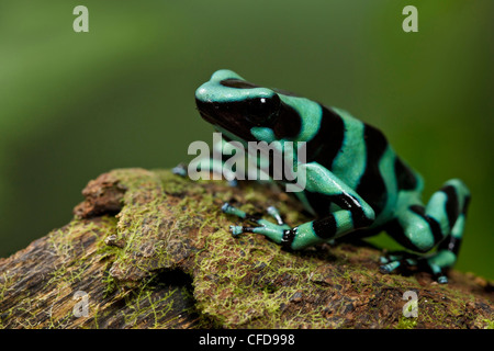 Verde y negro Poison Dart Frog posado sobre una rama de musgo en el bosque lluvioso de Costa Rica. Foto de stock