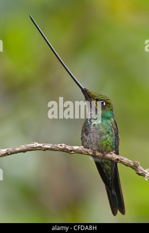 Espada (Ensifera ensifera facturó Hummingbird) posado en una rama en Ecuador. Foto de stock