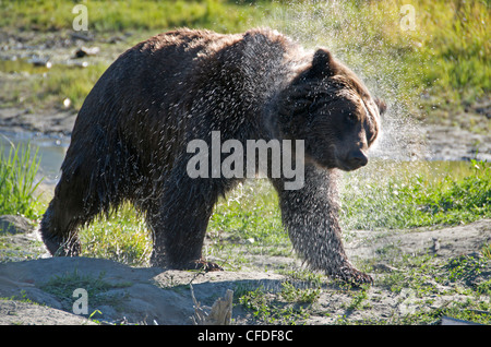 Grizzly Bear sacudiéndose pulverizar agua Ursus arctos Foto de stock