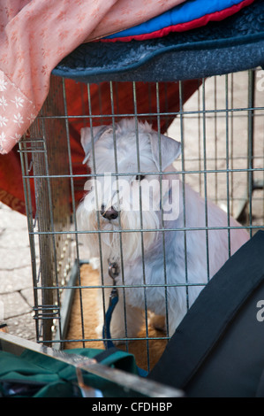 Crufts dog show 2012 Foto de stock