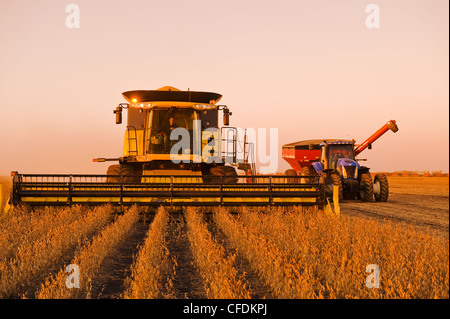 Una cosechadora y vagón de grano durante la cosecha de soja, cerca de Lorette, Manitoba, Canadá Foto de stock