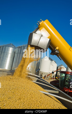 Un vagón de grano de soja se descarga en un camión durante la cosecha de la granja, cerca de Lorette, Manitoba, Canadá Foto de stock