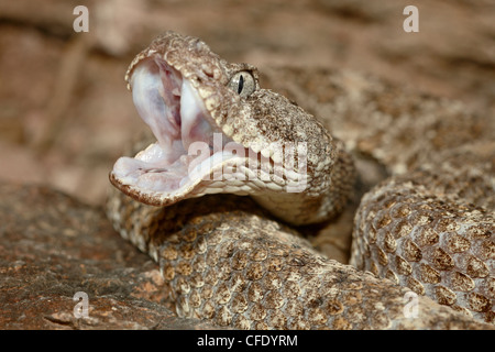 Cascabel Speckled (Crotalus mitchellii) en cautiverio, Museo del Desierto de Sonora en Arizona, Tucson, Arizona, Estados Unidos de América