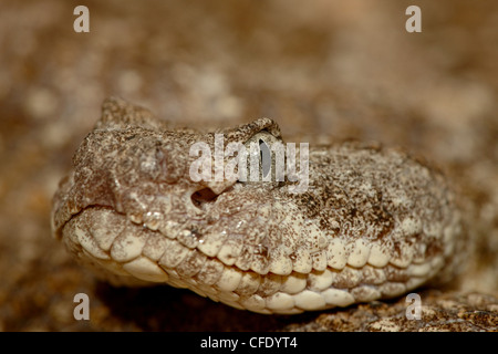 Cascabel Speckled (Crotalus mitchellii) en cautiverio, Museo del Desierto de Sonora en Arizona, Tucson, Arizona, Estados Unidos de América