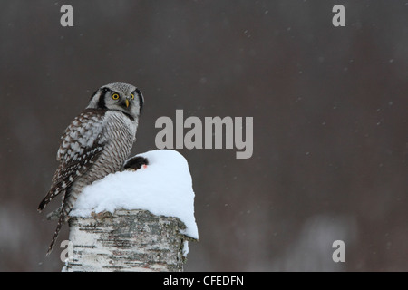 Wild Norte Surnia ulula Hawk (Owl) encaramado sobre el viejo tronco de abedul. Europa Foto de stock