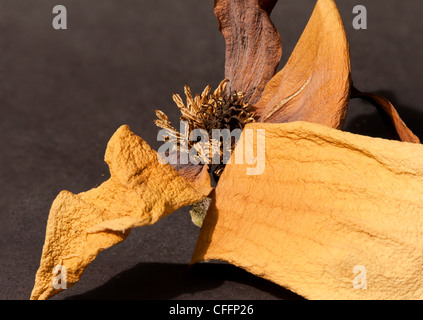 Flor Magnolia seca Fotografía de stock - Alamy