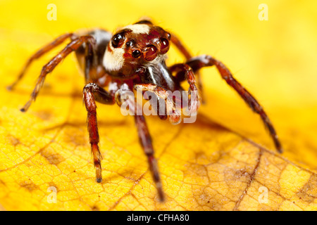 Jumping spider en la hoja amarilla. Parque Nacional de la península de Masoala en Madagascar. Foto de stock