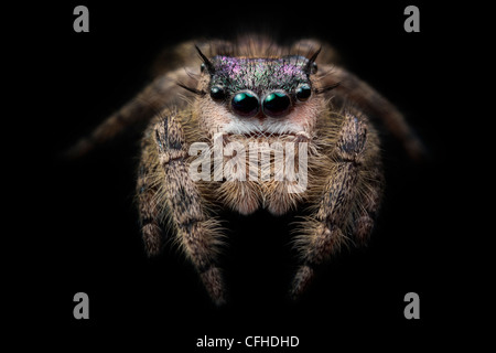 Canopy saltando Spider hembra, cautivo, originarios de América del Norte. Fotografiado en terciopelo negro. Tamaño < 1 cm.