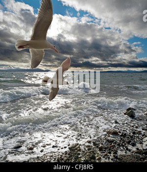 Playa tormentosa con dos gaviotas Foto de stock