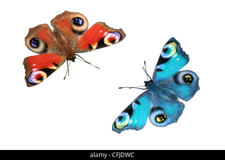 Conjunto De Hermosas Mariposas Voladoras Aisladas En Un Fondo Blanco Fotos,  retratos, imágenes y fotografía de archivo libres de derecho. Image  164941498