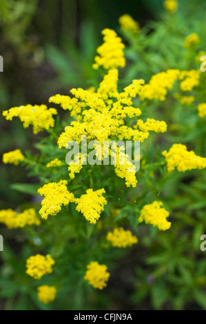 Flores de color amarillo limón poco Goldenrod, Solidago v Dansolitlem, Asteraceae Foto de stock