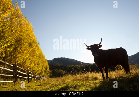 Ee.Uu., Colorado, una vaca en la pastura