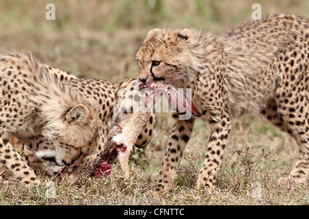 Dos guepardo (Acinonyx jubatus) cachorros en una liebre africano matar, Parque Nacional del Serengeti, Tanzania, África oriental, África