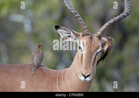 El impala (Aepyceros melampus masculino), el Parque Nacional Kruger, Sudáfrica, África Foto de stock