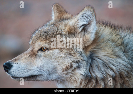 Un lobo salvaje en la región de Altai de Mongolia occidental Fotografía de  stock - Alamy