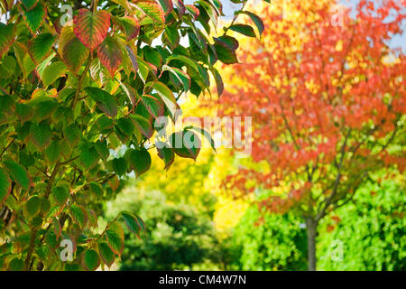 Jueves 4 de octubre de 2012 - El Royal Botanic Gardens, Kew, Surrey, Inglaterra, Reino Unido. Colores de otoño comienzan a manifestarse en todo su esplendor. Después de un verano muy húmedo la Comisión Forestal está prediciendo una gloriosa otoño de color en el Reino Unido. Foto de stock