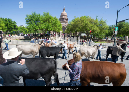 Desfile de la juventud su dirección campeón en el Capitolio de Texas, en el último gran campeón juzgando en la estrella del rodeo de Texas, Austin, TX Foto de stock