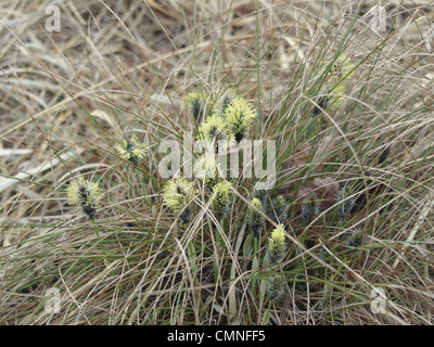 Florescence desde cola de Liebre / Eriophorum vaginatum césped de Algodón / Scheiden-Wollgras