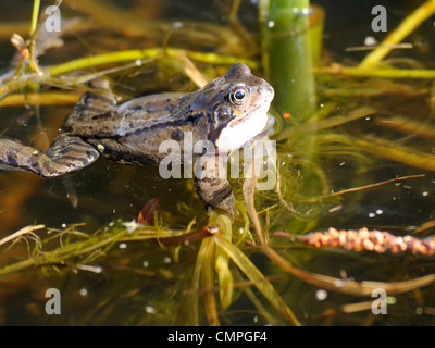 Una rana común ( Rana temporaria ) superficies y yace entre la maleza de la superficie Foto de stock