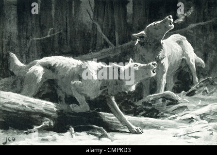Esta ilustración por J.C. Dollman, titulado fueron-lobos, muestra dos de esas criaturas aullando a la luna. Foto de stock