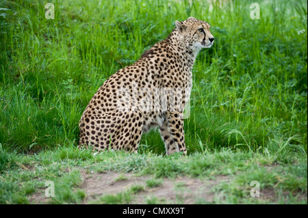 Un completo centrado side shot de un guepardo descansa sobre las patas traseras y de pie sobre las patas delanteras en el césped. Foto de stock