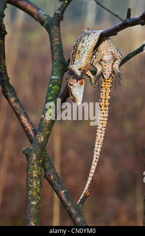 Una gran actuación en "The Shrike" gris ha puesto su presa, un lagarto ovíparos muertos (Zootoca vivipara) en un árbol. Foto de stock